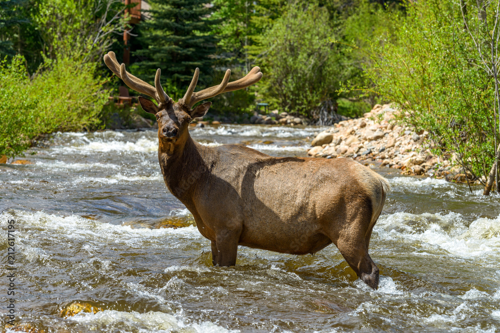 Bull Elk in Mountain Creek - A close-up view of a strong bull elk standing alerted in the middle of a rapid Spring mountain creek. Fall River, Rocky Mountain National Park, Colorado, USA. Bull Elk in Mountain Creek - A close-up view of a strong bull elk standing alerted in the middle of a rapid Spring mountain creek. Fall River, Rocky Mountain National Park, Colorado, USA.