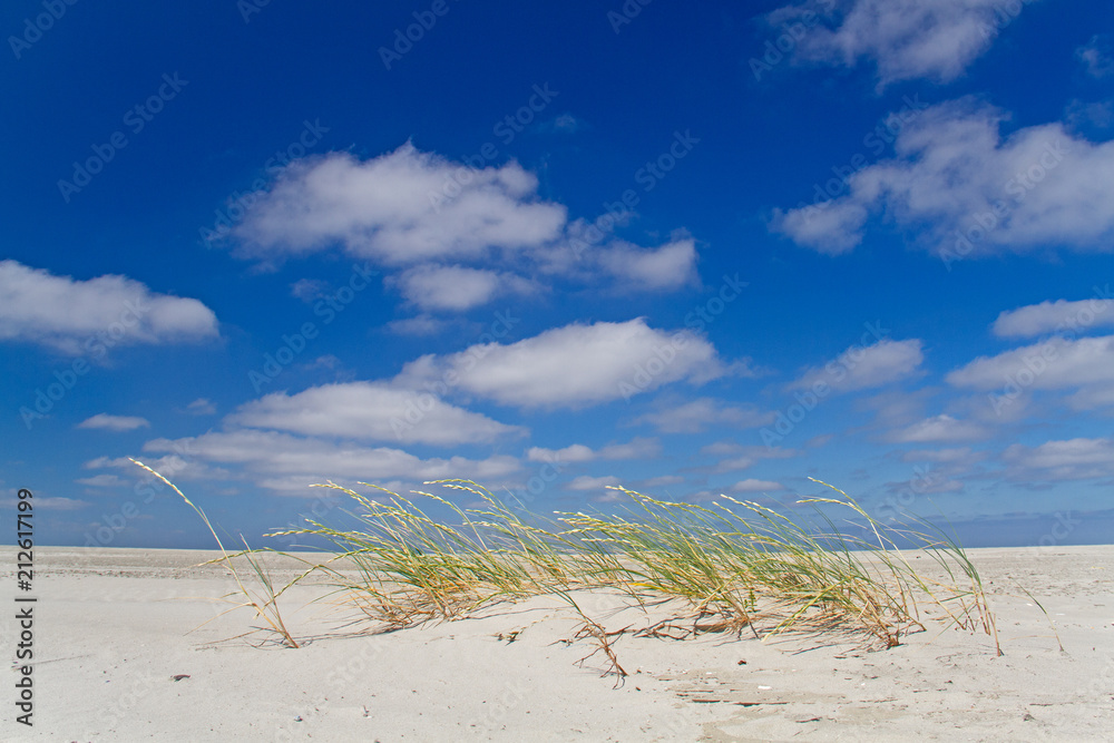 Pioneer vegetation: Sand couch growing in the barren environment of the vast beach of the Dutch island Schiermonnikoog Pioneer vegetation: Sand couch growing in the barren environment of the vast beach of the Dutch island Schiermonnikoog