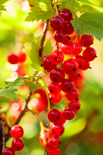 Redcurrants on the bush branch in the garden.