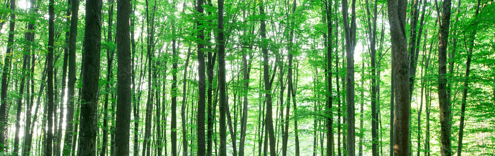 Forest trees. nature green wood sunlight backgrounds Forest trees. nature green wood sunlight backgrounds