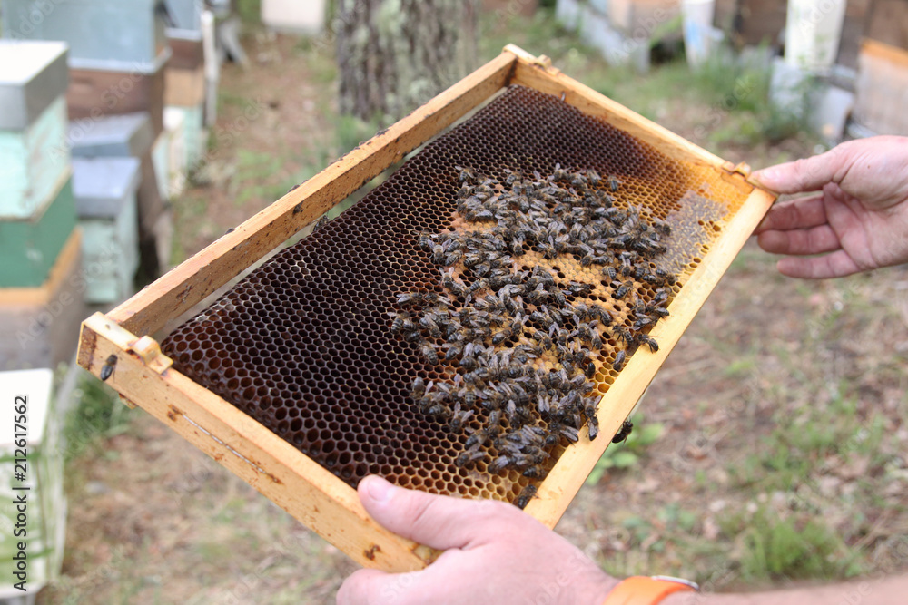 manos de apicultor sosteniendo un panal lleno de abejas manos de apicultor sosteniendo un panal lleno de abejas