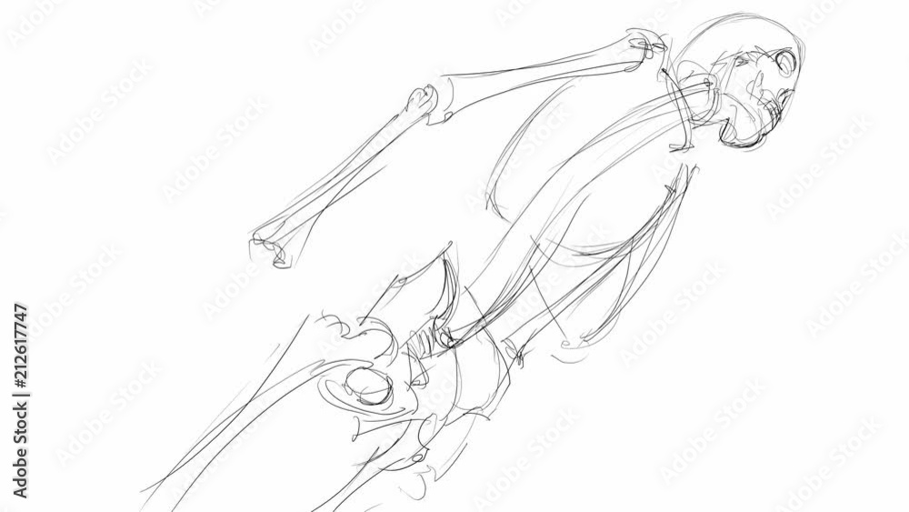 skeleton sketch - skeleton, in pencil on white background