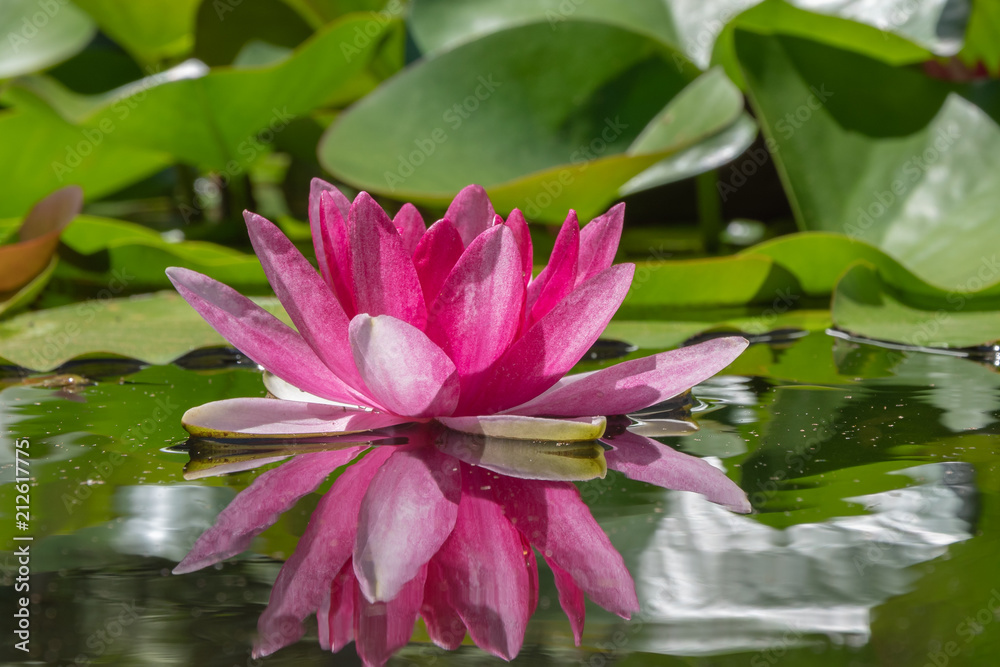 Pinke lotos Blume im Teich im Wasser Pinke lotos Blume im Teich im Wasser