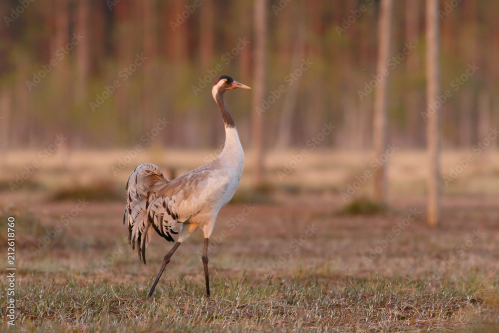 Fototapeta premium Crane bird walks on the swamp