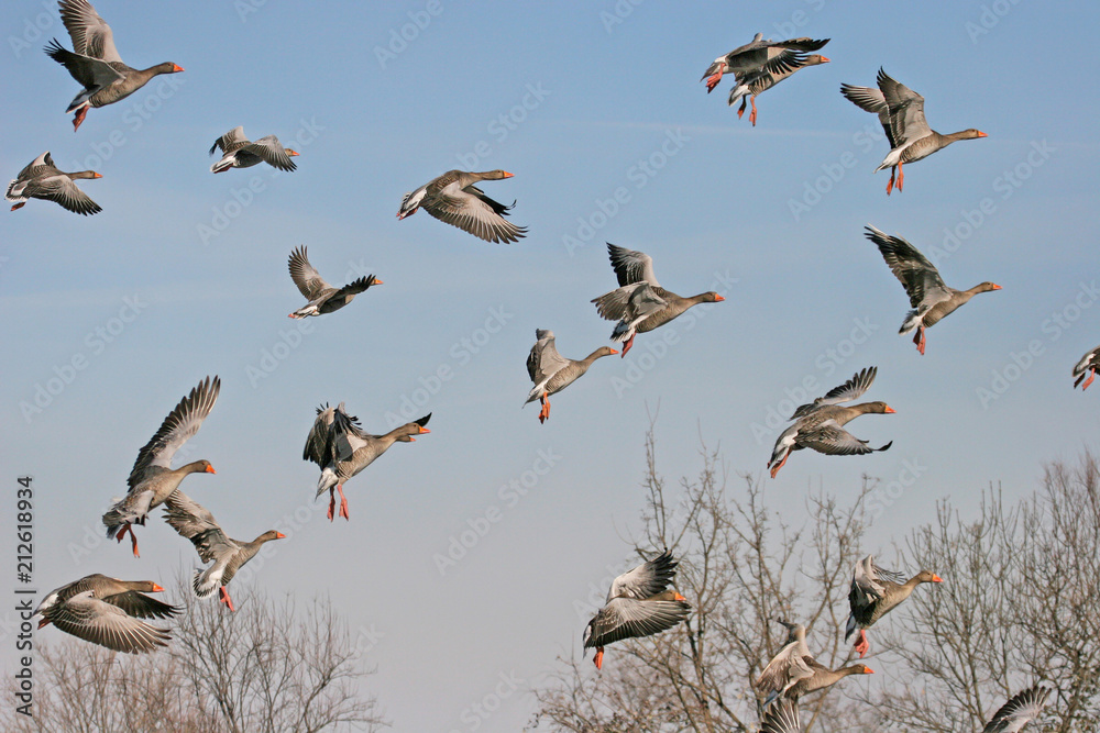 Obraz premium Greylag Goose in flight (Anser anser)