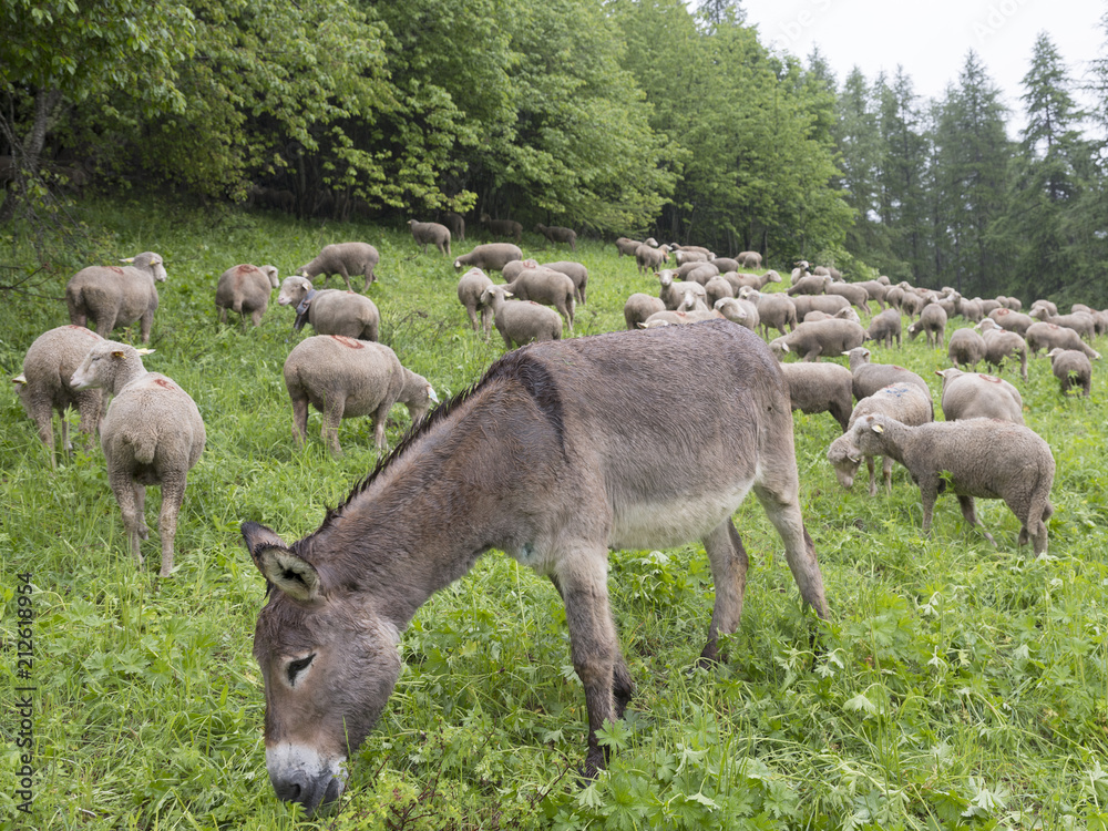 Fototapeta premium sheep and donkey on rainy summer day in the french alps of haute provence graze on grassy green meadow