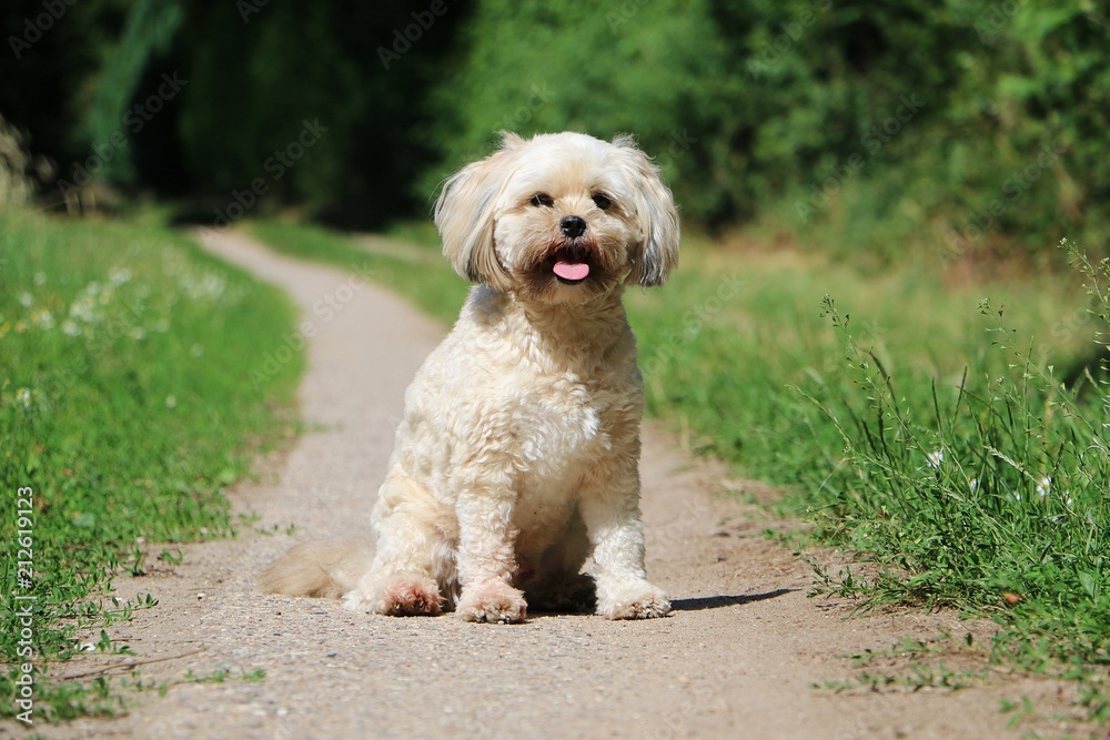 beautiful small mixed dog is sitting on a small way in the garden