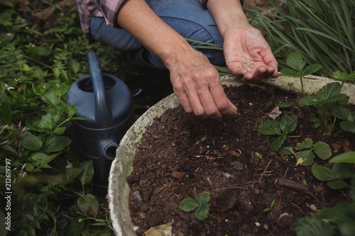 Mid section of woman sowing seeds