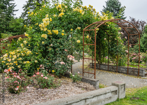 Arbors And Yellow Roses