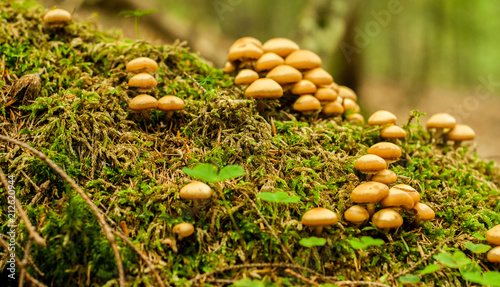 Little mushrooms on the tree, the Carpathian mountains, Ukraine
