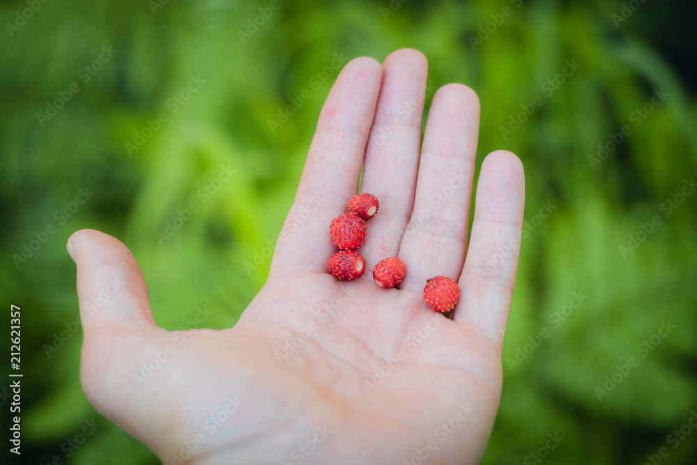 Berry strawberry in hand Berry strawberry in hand