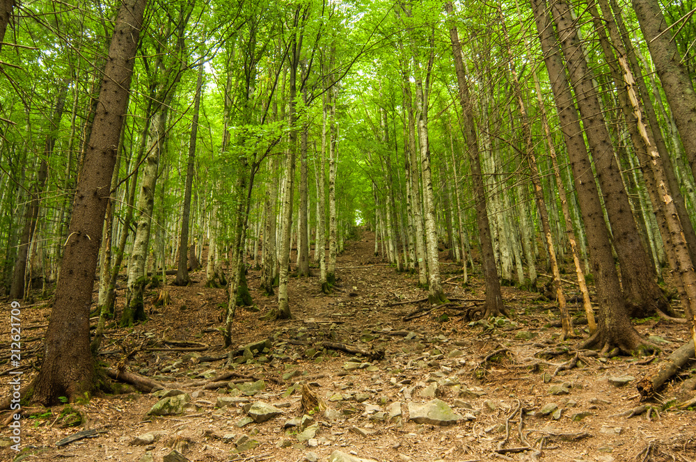 Obraz premium Forest in the summer, Carpathian mountains, Ukraine