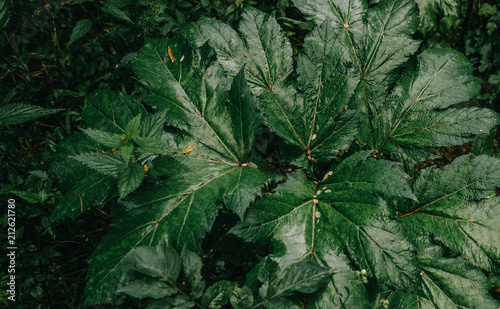 green poisonous cow pansnip leaves dark forest