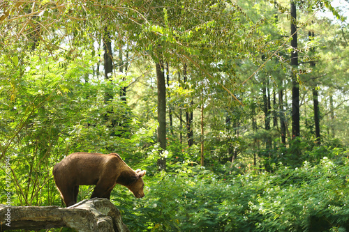 the mighty bear jungle