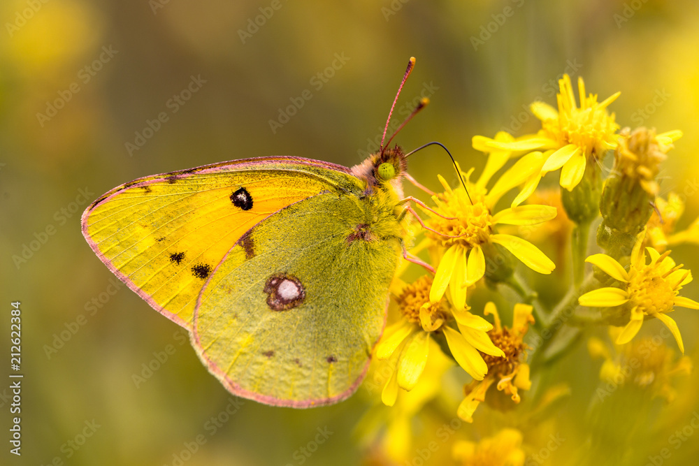 Obraz premium Butterfly Pale clouded yellow