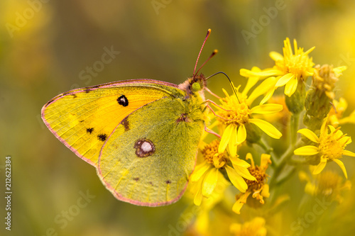Butterfly Pale clouded yellow