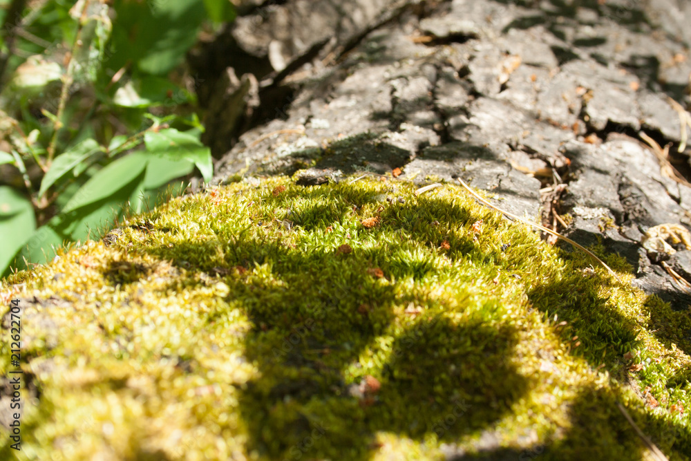 Green moss on a tree