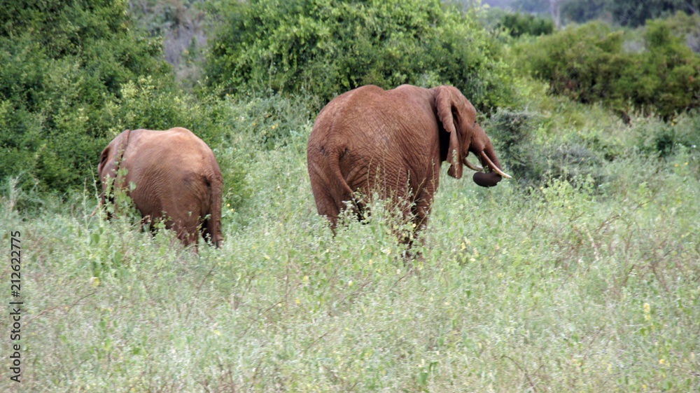 elephants of kenya elephants of kenya