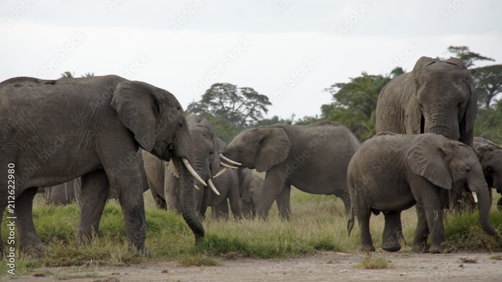 Fototapeta premium elephants of kenya