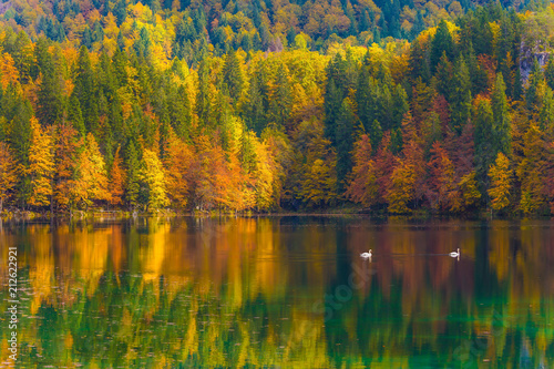  Scenic reflections of multicolored forests