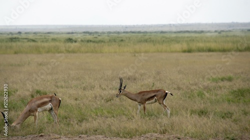 gazelle in kenyan savanna