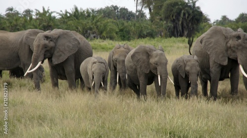 elephants of kenya © chriss73
