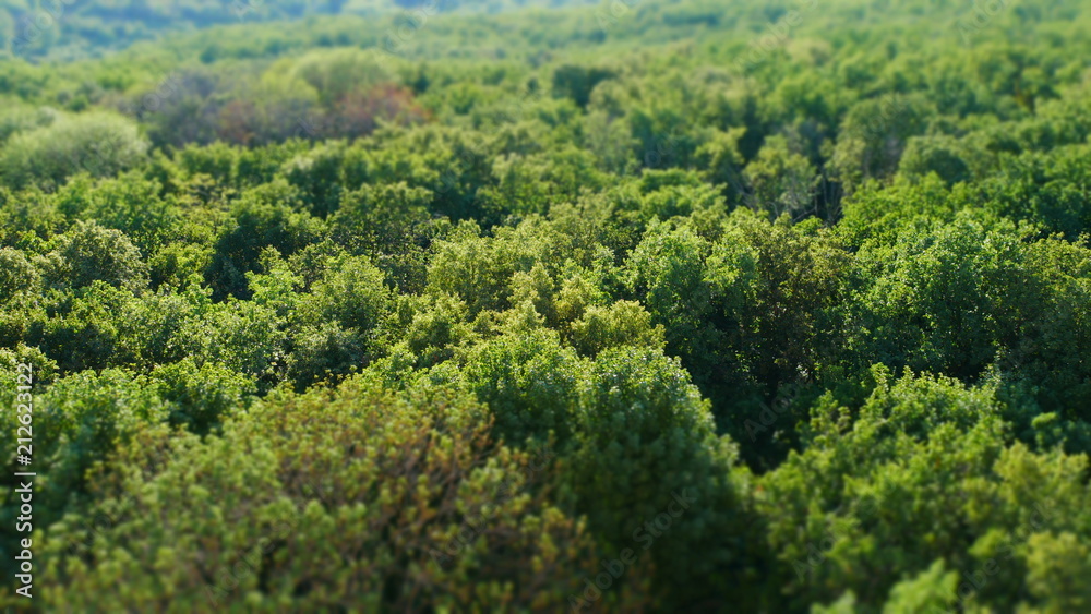 Green summer forest panorama, aerial view with, shift blurred effect Green summer forest panorama, aerial view with, shift blurred effect