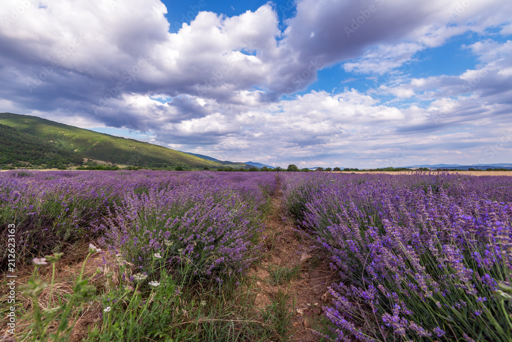 Obraz premium Beauty lavender flowers field.