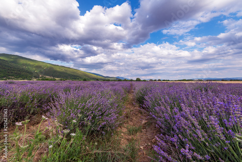 Beauty lavender flowers field.