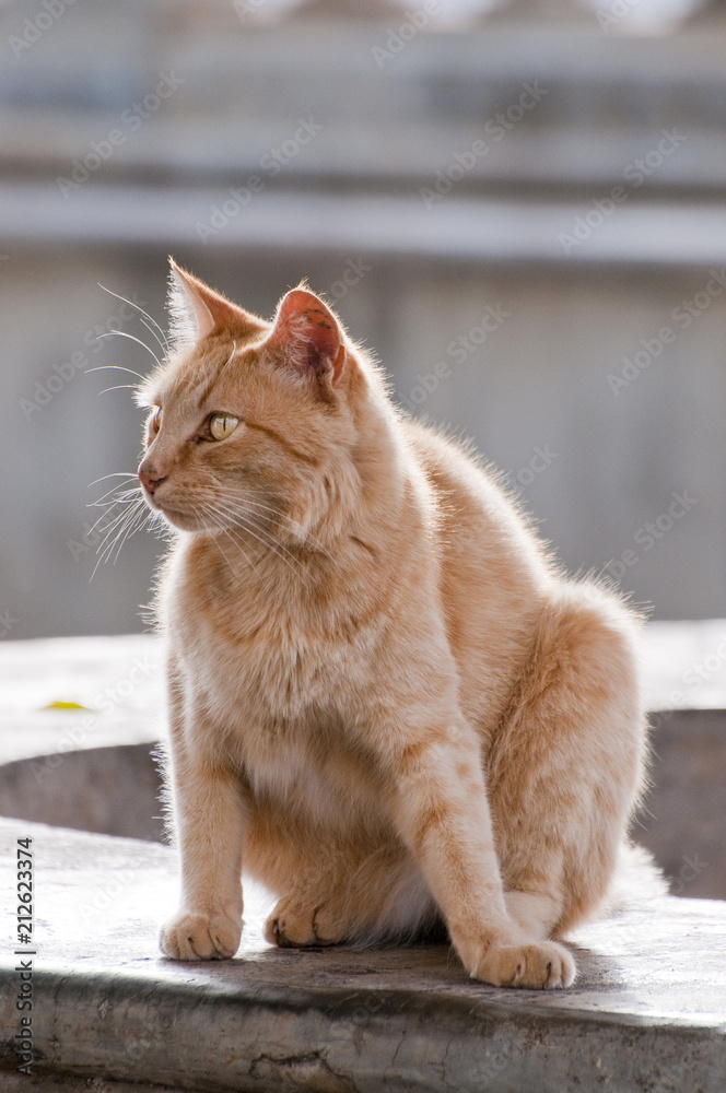 Hell Braune Katze in neugieriger Position Stock Photo | Adobe Stock