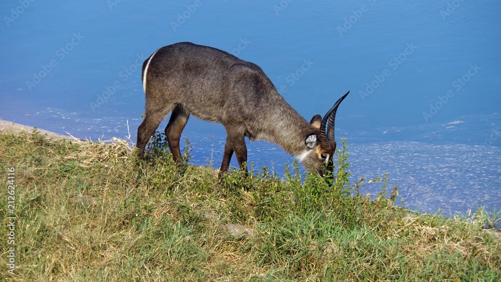 antelope in kenya antelope in kenya