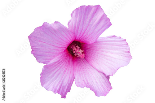 Hibiscus moscheutos pink rose mallow flower isolated. © tortlecat