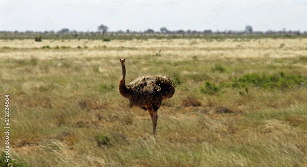 Naklejka premium ostrich bird in kenya