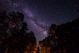 Pine forest Milky Way