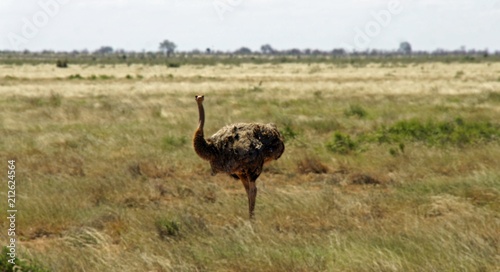 ostrich bird in kenya