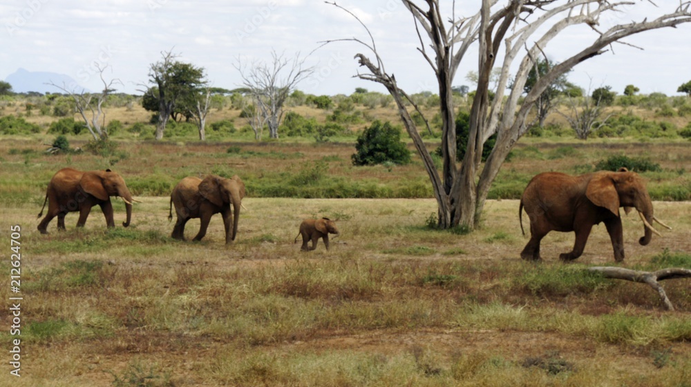 elephants of kenya elephants of kenya