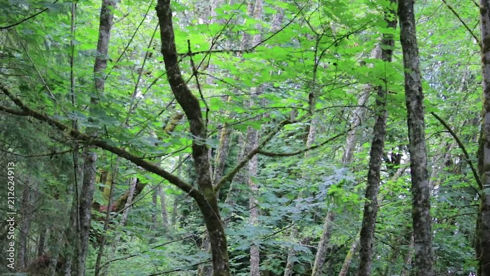 panning through bigleaf maples and pacific northwest forest panning through bigleaf maples and pacific northwest forest
