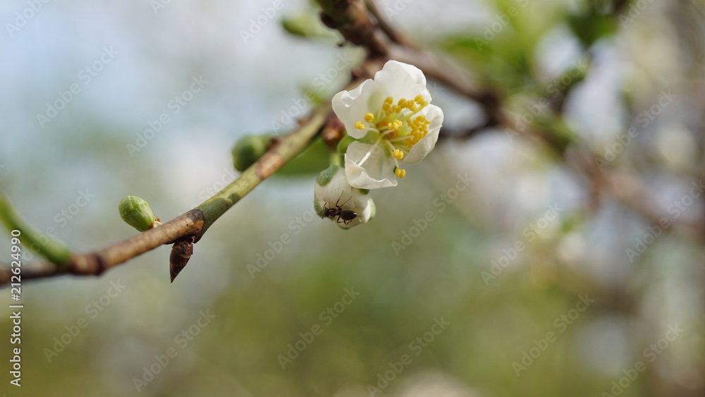 Ameise auf Blüte