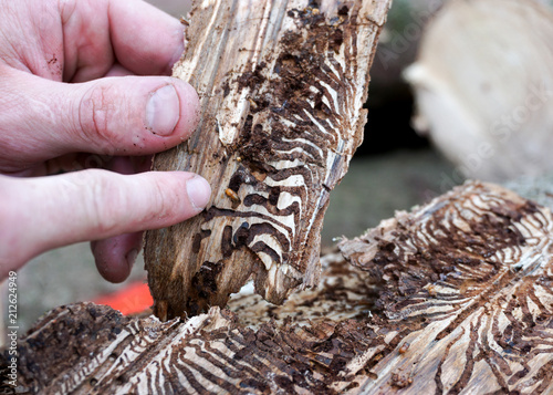 Waldarbeiter zeigt auf Frassspuren in Fichtenrinde, Borkenkäfer, Schädling