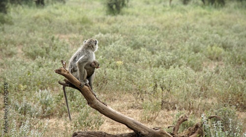 baboon in kenya