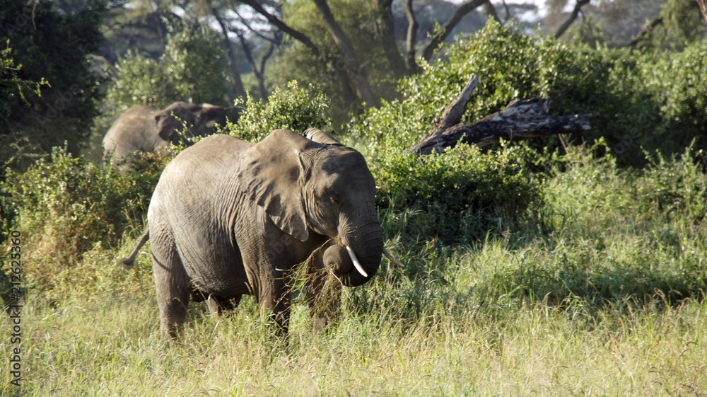 elephants of kenya