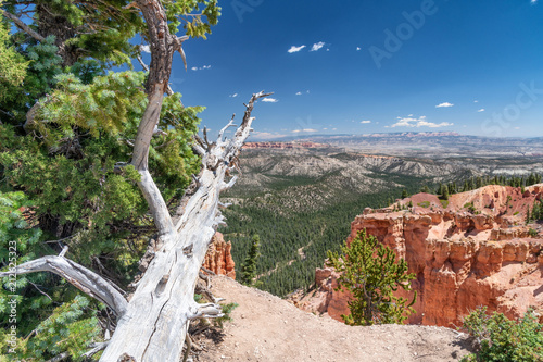 Tree trunk pointing towards Bryce Canyon landscape