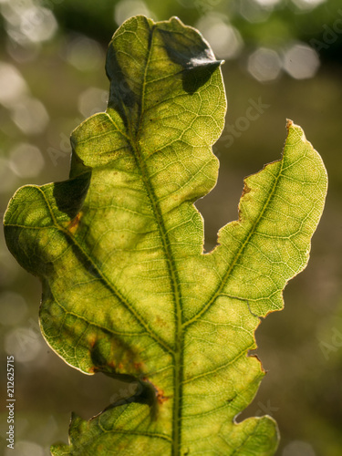 blatt