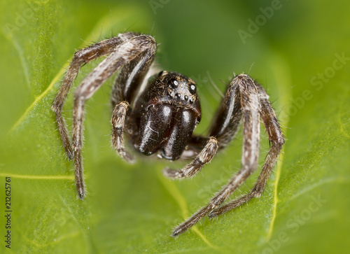Very small wolf spider (Lycosidae)