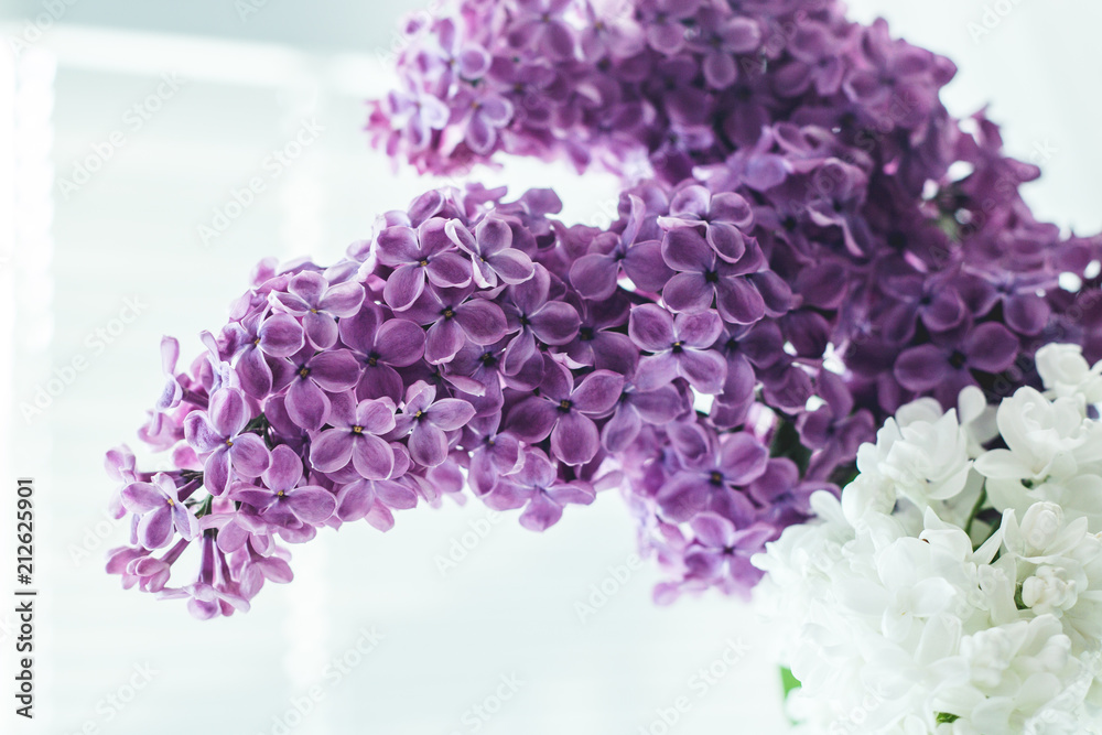 Obraz premium lilak bez