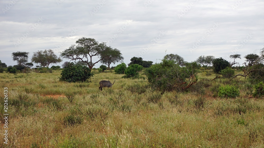 Obraz premium gazelle in kenyan savanna