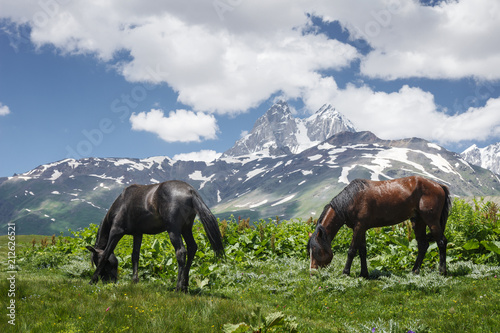Horses graze on green meadow in the mountains against backdrop of Mount Ushba in Svaneti, Georgia. Horses eat grass on mountain meadow. Amazing mountain landscape with horses in Georgian nature.