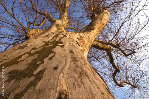 Platane im Abendlicht photo