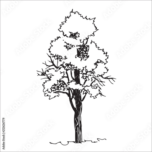 Tree sketch, architect hand drawing, black landscape element