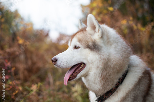 Profile Portrait of Cute Siberian Husky in fall season on a forest background.